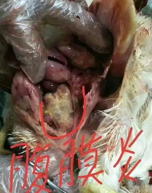 新澳天天开奖资料大全一和牛肉馅大肠杆菌污染与牛肉馅大肠杆菌污染大吗